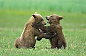 Twin brown bear cubs wrestling