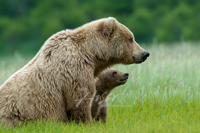 Brown bear mom & cub