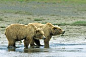 Sibling adolescent bears in a creek