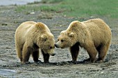 Adolescent bears nuzzling