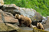 Brown bear & yearling cub walking on rocks