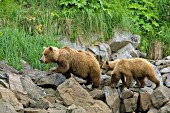 Brown bear mom & yearling cubs walking on a rocky shoreline