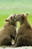 Twin brown bear cubs playing
