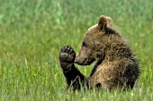 Brown bear cub playing in the grass