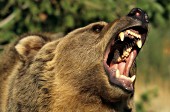 Snarling grizzly bear