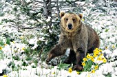 Grizzly in wet snow & balsomroot flowers (June snowstorm)