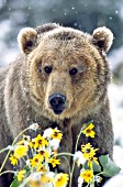 Grizzly in snow & balsomroot flowers (June snowstorm)