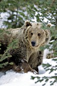 Grizzly in snow & pine trees