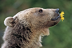Flower Power - Grizzly Bear