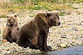 Brown bear mom & cub at the edge of a creek
