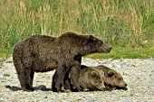Brown bear mom & twin cubs