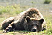Brown bear lounging in the midday sun