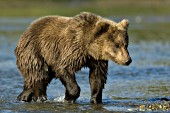 Brown bear yearling crossing a creek