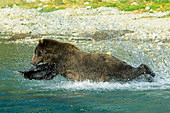 Brown bear leaping into the water to catch a salmon