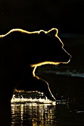 Grizzly Shadow