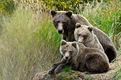 Brown mom & cubs on a creek bank