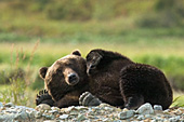 Brown bear resting in the mid-day sun