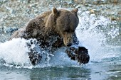 Adolescent brown bear fishing for salmon