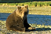 Brown bear cub sitting by a creek