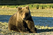 Brown bear cub sitting by a creek