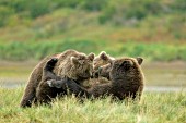 Brown bear nursing her yearling cubs
