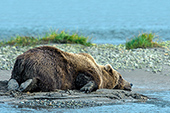 Lazy brown bear sleeping on his belly