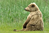 Brown bear sitting in the grass