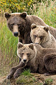 Brown bear mom & twin yearling cubs