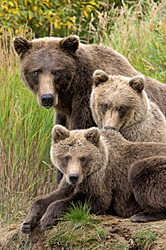 Family of Three