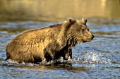 Brown bear cub wading across a river