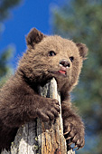 Young grizzly cub climbing on a stump