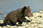 Young grizzly cub walking on a riverbank