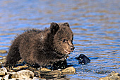 Young grizzly cub walking in a shallow river