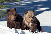 Twin cubs playing in the snow
