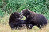 Sparring brown bears