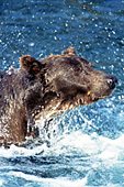 Fishing brown bear surfacing & shaking water off itself