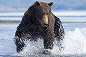 Brown bear fishing in shallow water