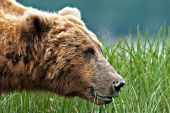 Alaskan brown bear eating grass