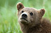 Curious brown bear cub