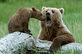 Brown bear mother playing with her cub