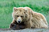 Alaskan brown bear resting on a river bank