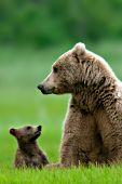 Brown bear mother & cub
