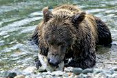 Alaskan brown bear with a freshly caught salmon