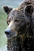 Water dripping off a brown bear's face after fishing