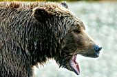 Alaskan brown bear yawning