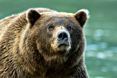Adult grizzly bear portrait