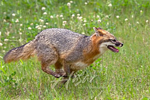 Gray fox running in a spring meadow Minnesota