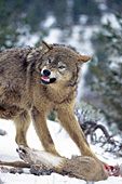 Snarling wolf guarding its kill