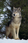 Gray wolf and pine trees (winter)
