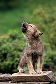 Howling wolf pup